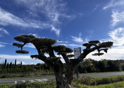 Ulivo secolare Macro bonsai a palchi / piani