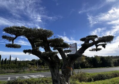 Ulivo secolare Macro bonsai a palchi / piani