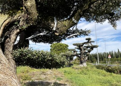 Ulivo secolare Macro bonsai a palchi / piani