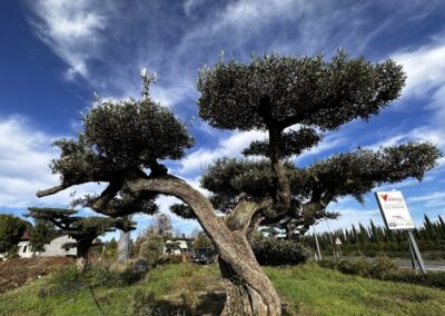 Ulivo secolare Macro bonsai a palchi / piani