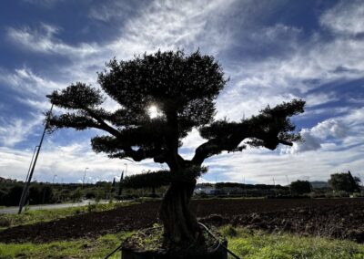 Ulivo secolare Macro bonsai a palchi / piani