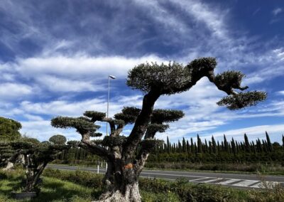Ulivo secolare Macro bonsai a palchi / piani