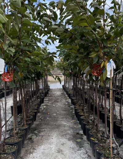 Piante da frutto - Vivaio Pesaresi Rimini