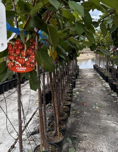 Piante da frutto - Vivaio Pesaresi Rimini
