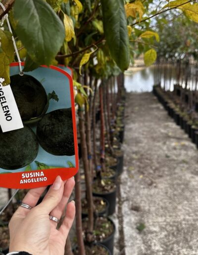 Piante da frutto - Vivaio Pesaresi Rimini