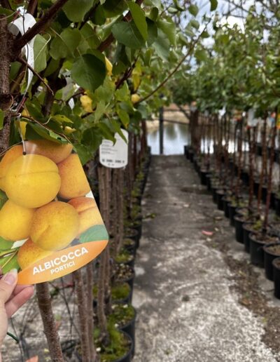 Piante da frutto - Vivaio Pesaresi Rimini
