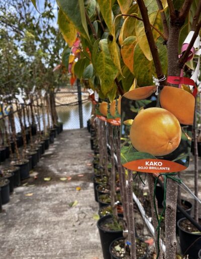 Piante da frutto - Vivaio Pesaresi Rimini