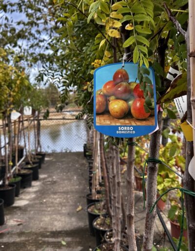 Piante da frutto - Vivaio Pesaresi Rimini